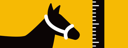 How to find your horse's noseband size