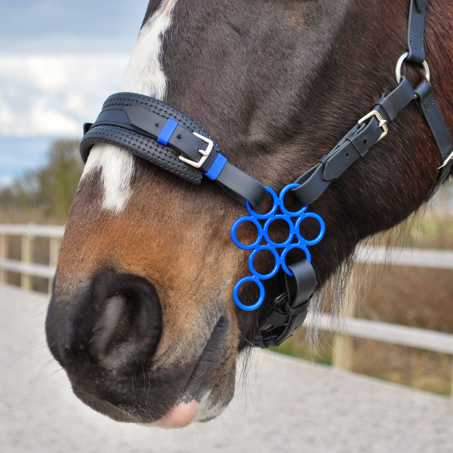 Blue Flower hackamore noseband