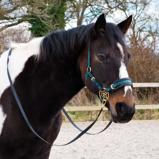 Bitless bridle (custom order)