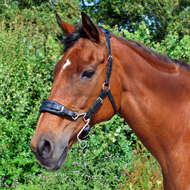 Little S hackamore shanks