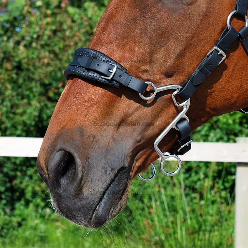Little S hackamore shanks