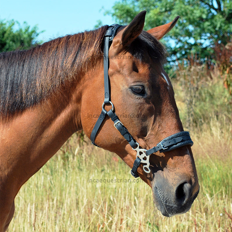 Love hackamore shanks