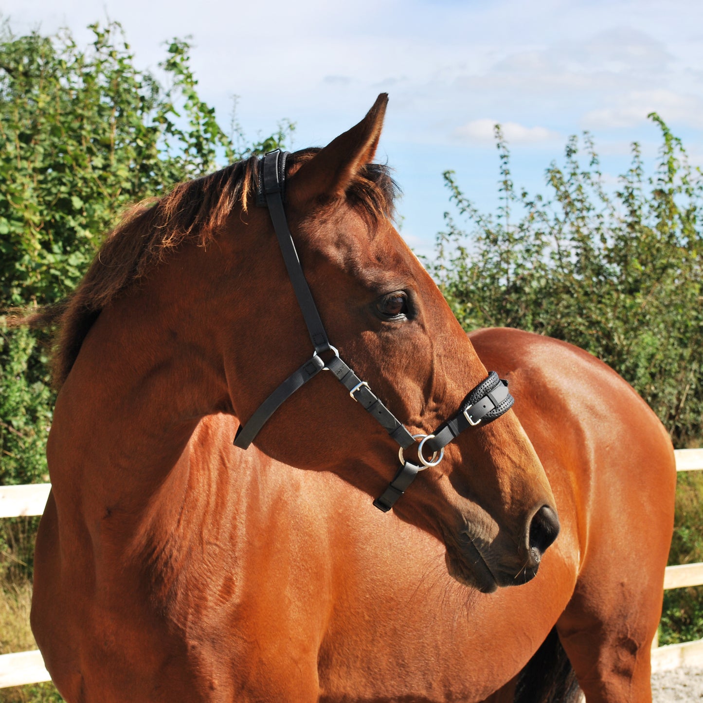 Sidepull bitless bridle