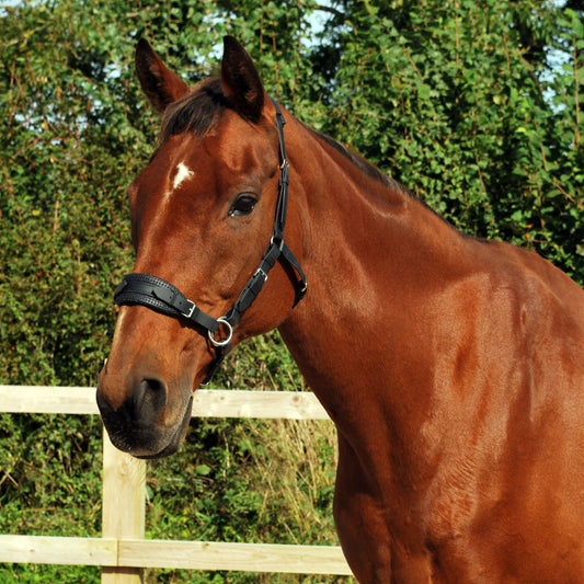 Sidepull bitless bridle