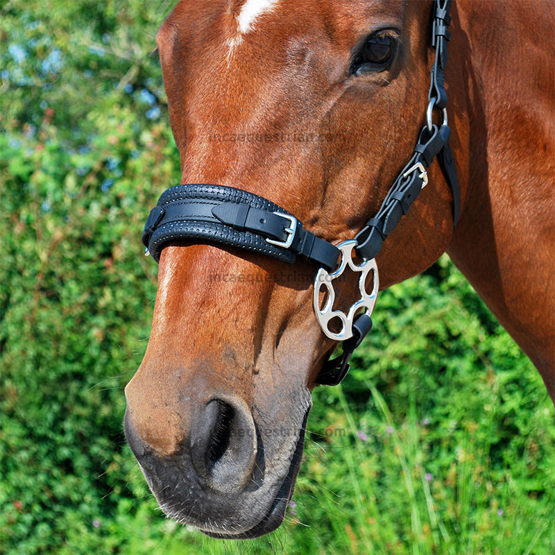 Star hackamore shanks