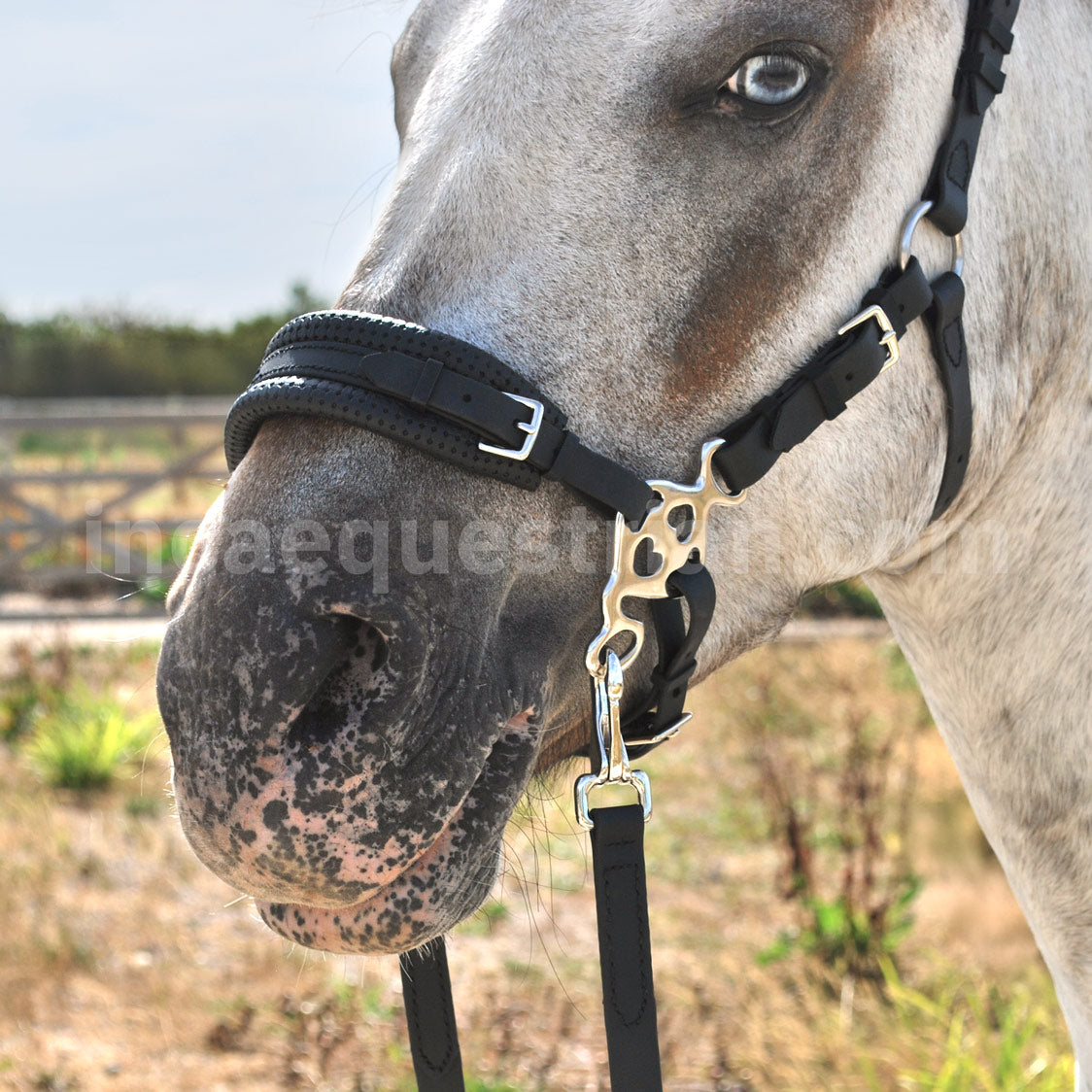Love hackamore shanks