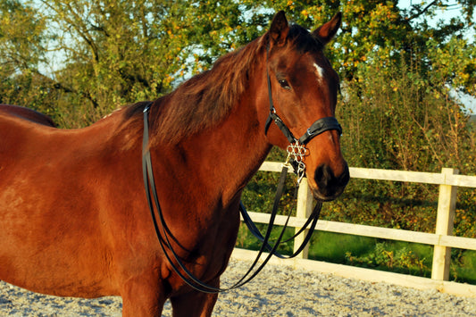 Bitless double bridles explained