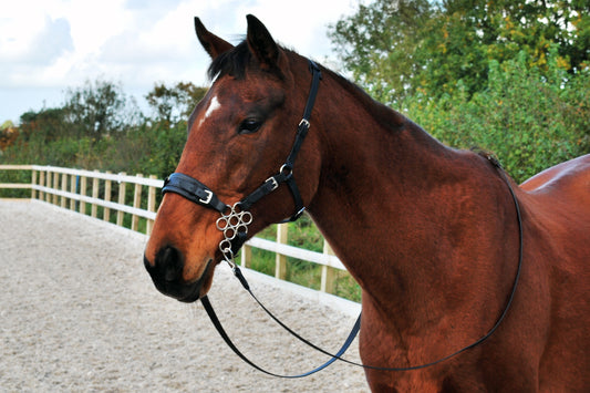 Which hackamore fits your horse?