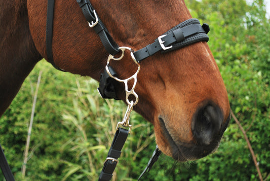 How to find your horse's noseband size