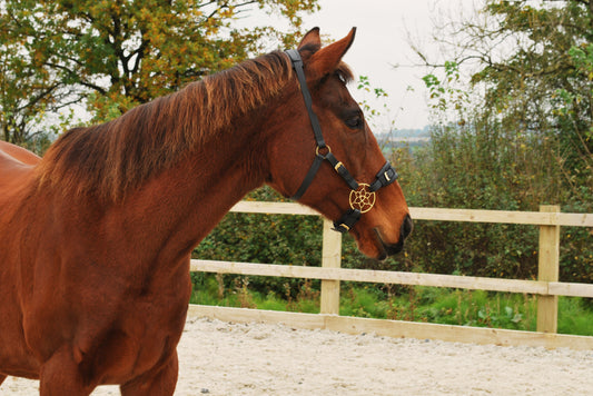 Sidepull vs hackamore: what's the difference?