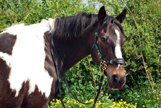 Sidepull vs hackamore: what's the difference?