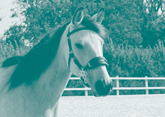 Hackamore strength explained