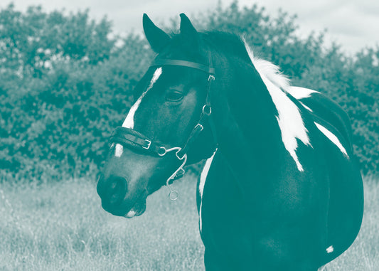 Which Hackamore Fits Your Horse?