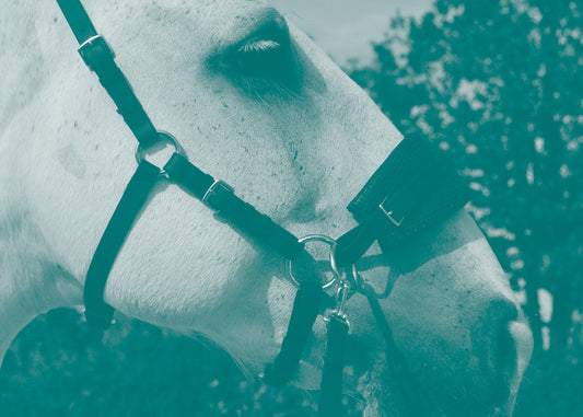 Sidepull Bridles Explained
