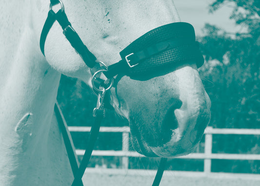 Bitless double bridles explained