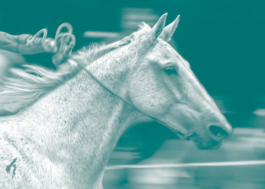 The war bridle: relationship-builder or nasty bit?