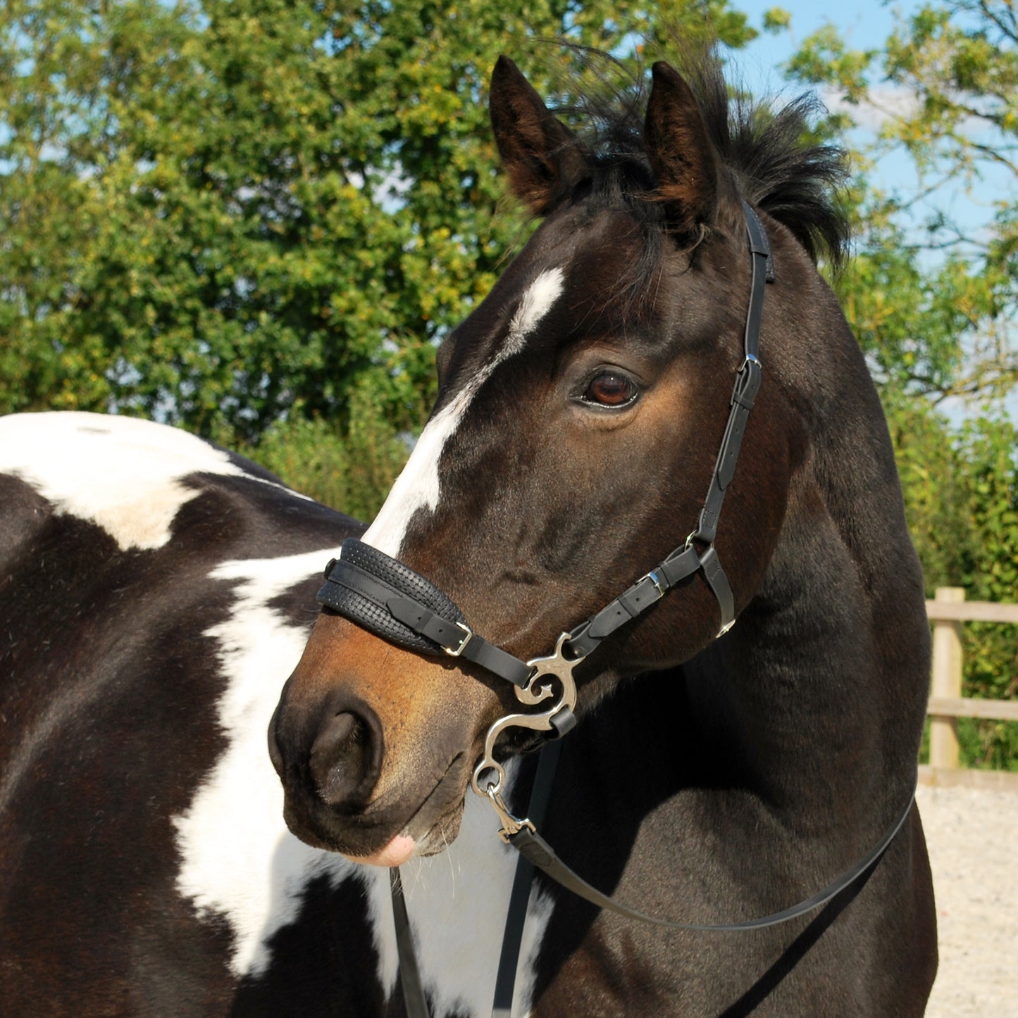 BioThane hackamore bridle (custom order)