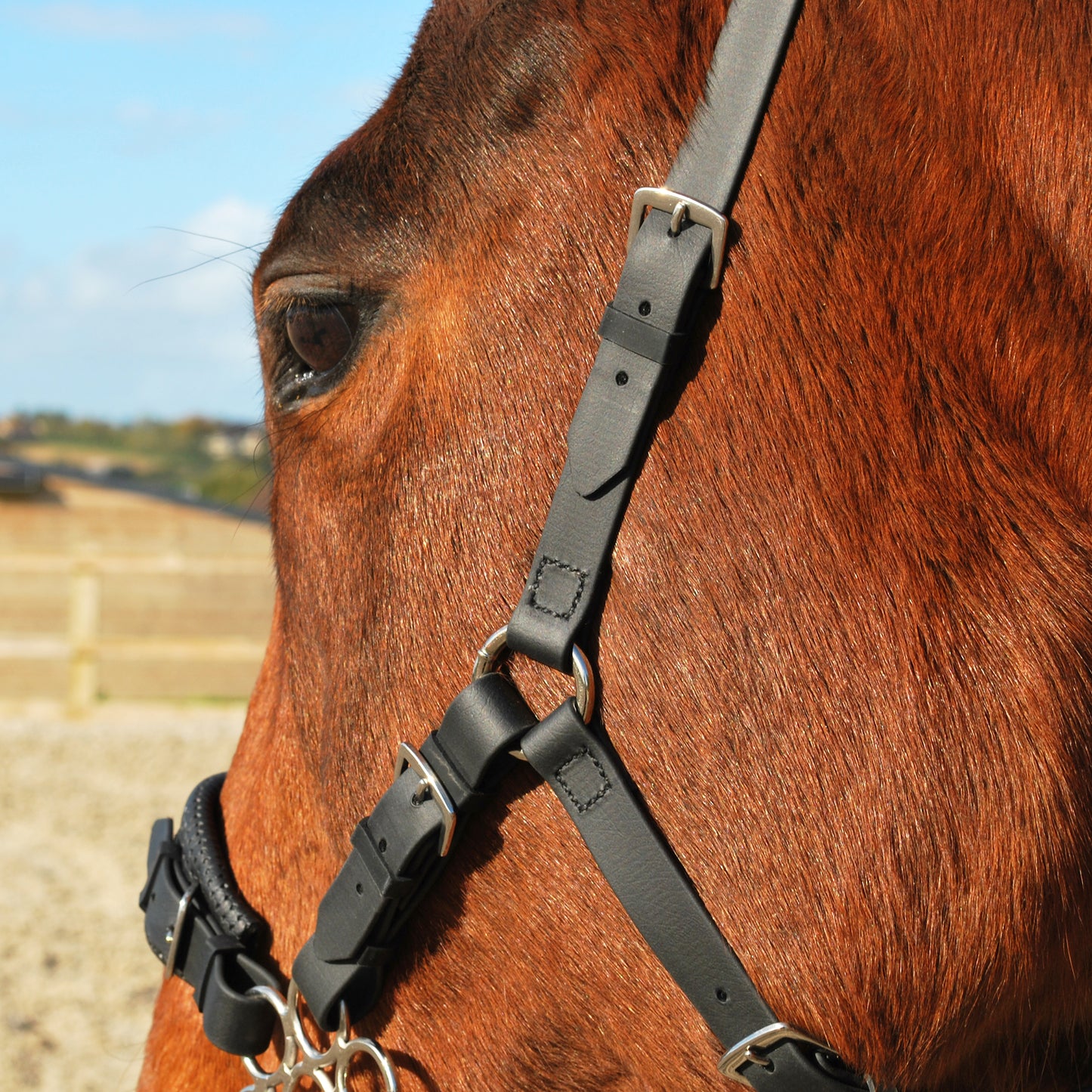 Hackamore bridle (BioThane)