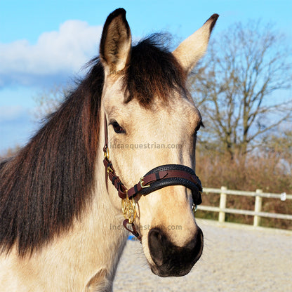 Hackamore bitless bridle