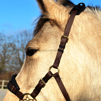 Hackamore bitless bridle