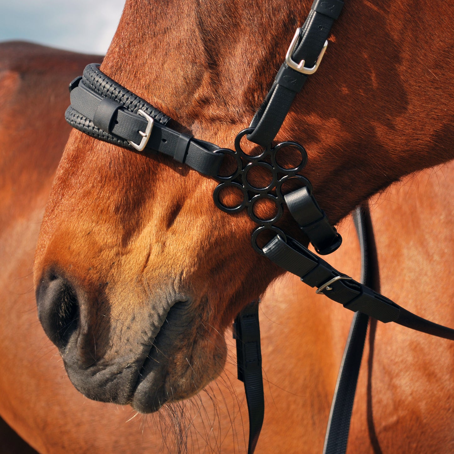 Flower hackamore shanks