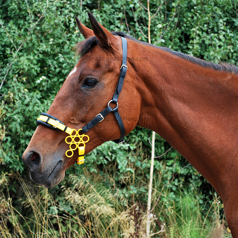 Colour Flower hackamore noseband
