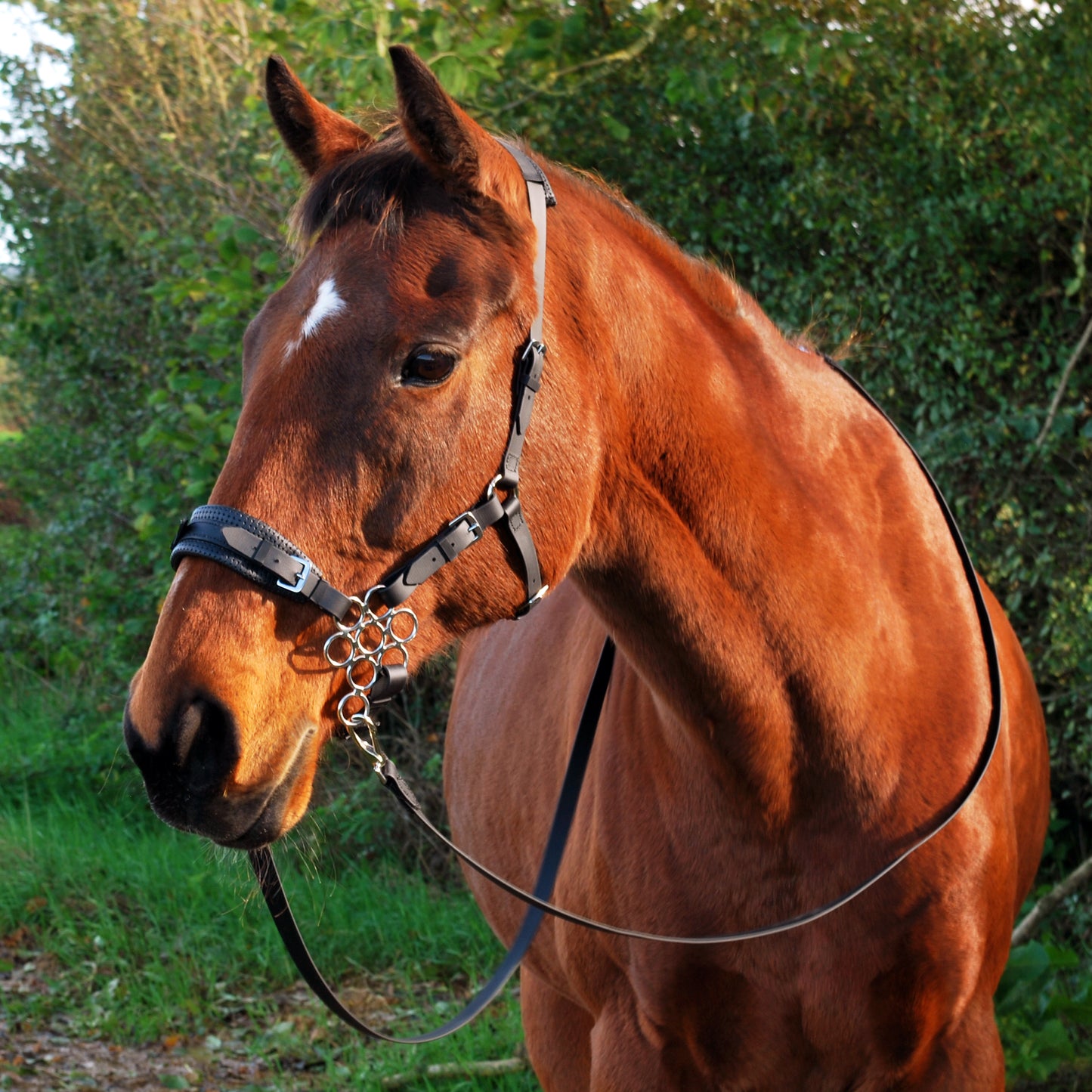 BioThane hackamore bridle (custom order)