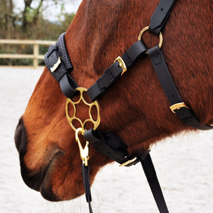 *Special Edition* Golden Star hackamore bridle bundle