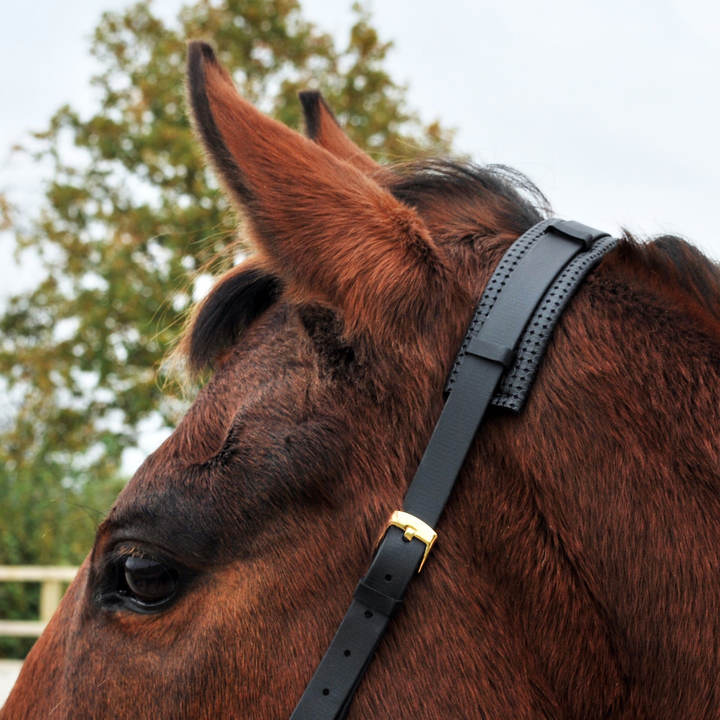 *Special Edition* Golden Star hackamore bridle bundle