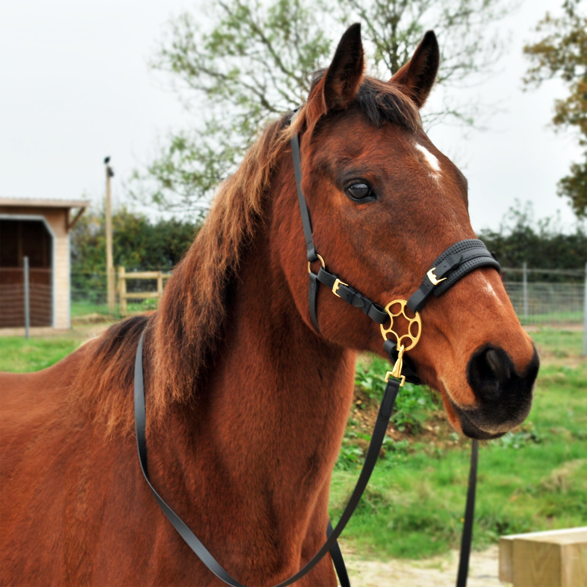 Good Equestrian bundle