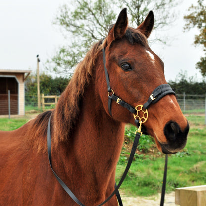 *Special Edition* Golden Star hackamore bridle bundle