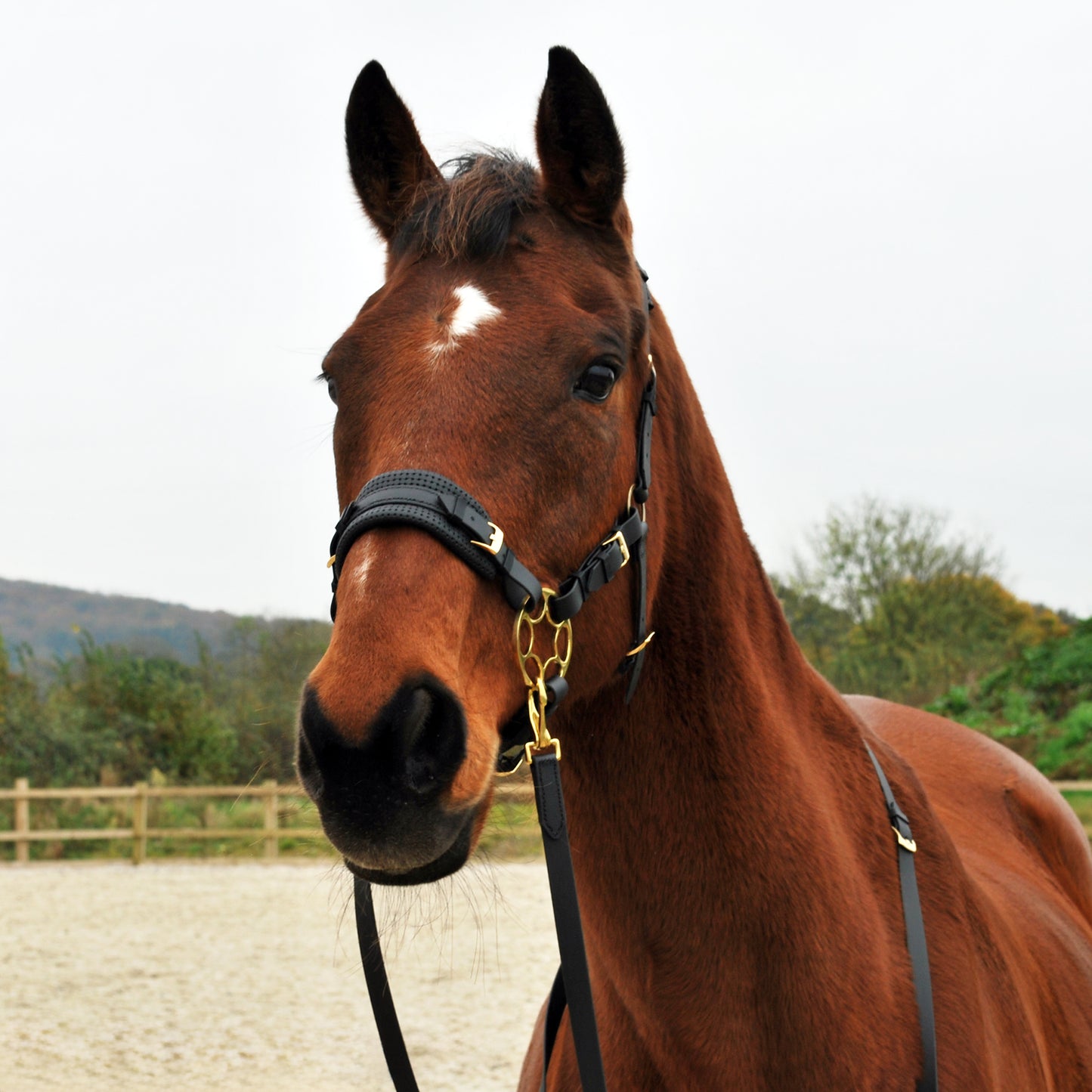 *Special Edition* Golden Star hackamore bridle bundle