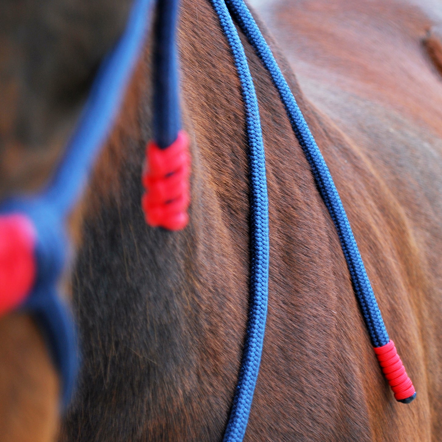 Rope halter and lead set