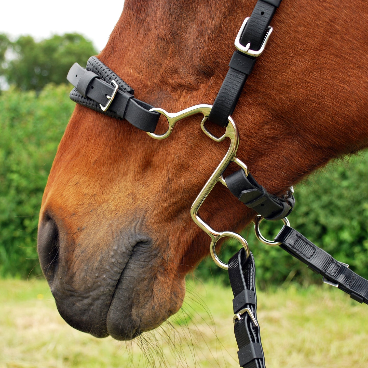 Little S hackamore shanks