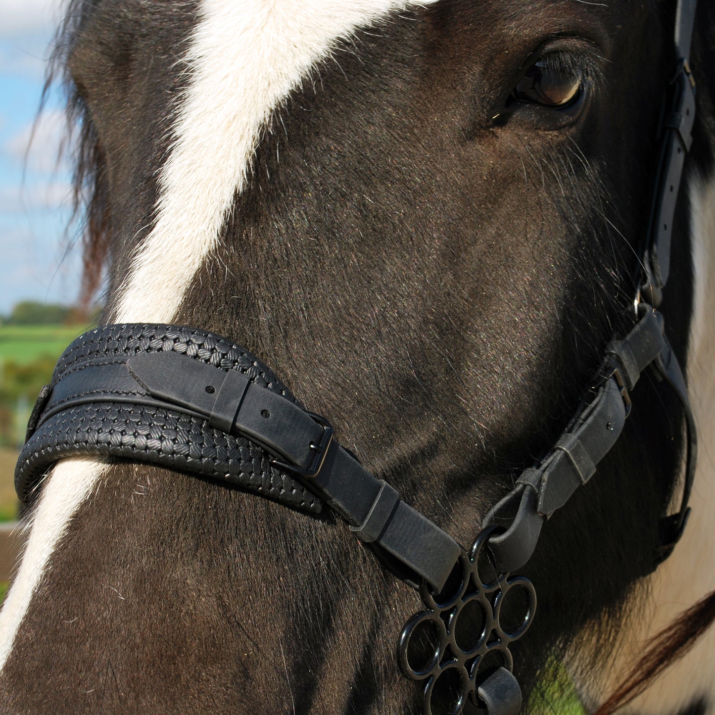 *Special Edition* Midnight Flower hackamore bridle