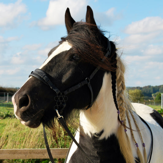 *Special Edition* Midnight Flower hackamore bridle