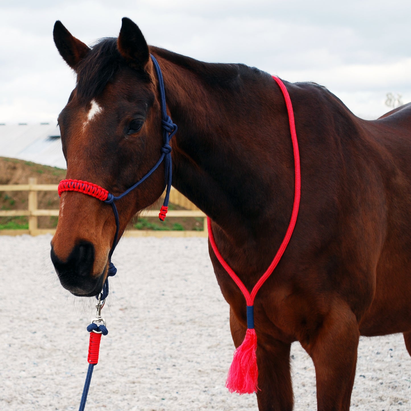 Rope halter and lead set (custom order)