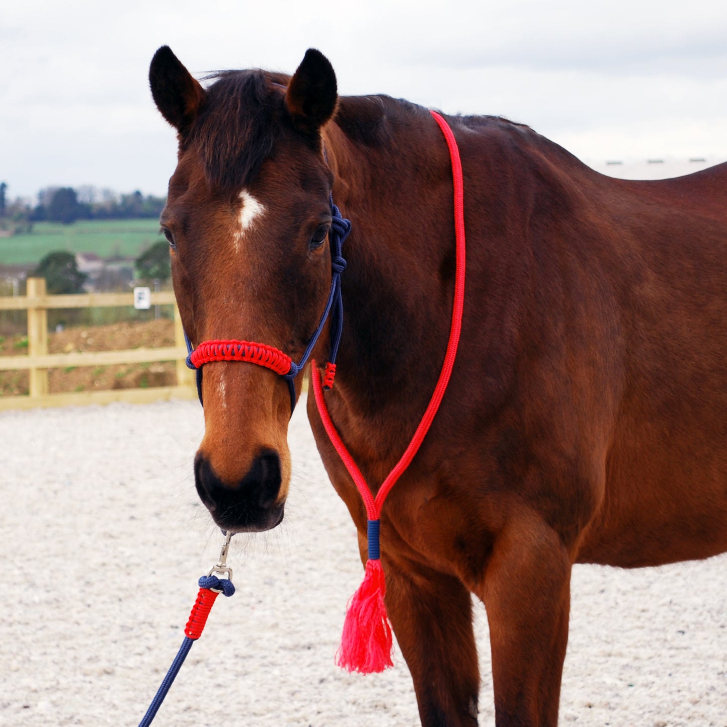 Rope halter and lead set