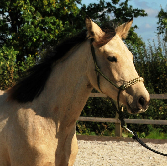 Rope halter and lead set (custom order)