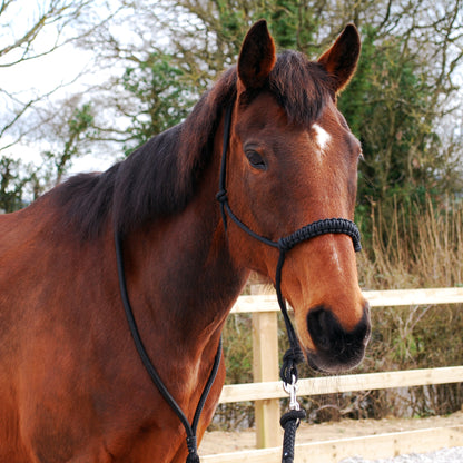 Rope halter and lead set