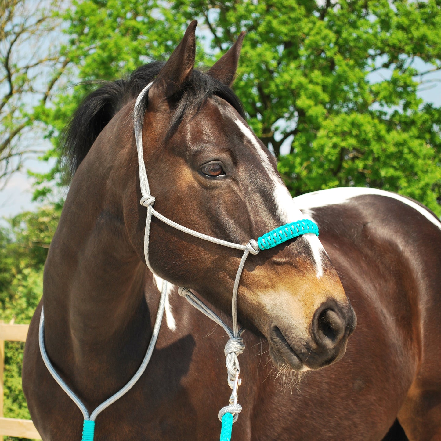 Rope halter and lead set