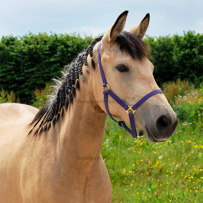 Custom waterproof BioThane headcollar in purple with brass hardware