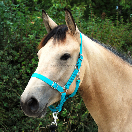 Custom waterproof BioThane headcollar in teal with silver hardware