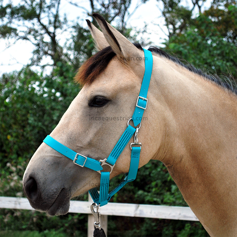 Teal BioThane headcollar noseband and headpiece detail