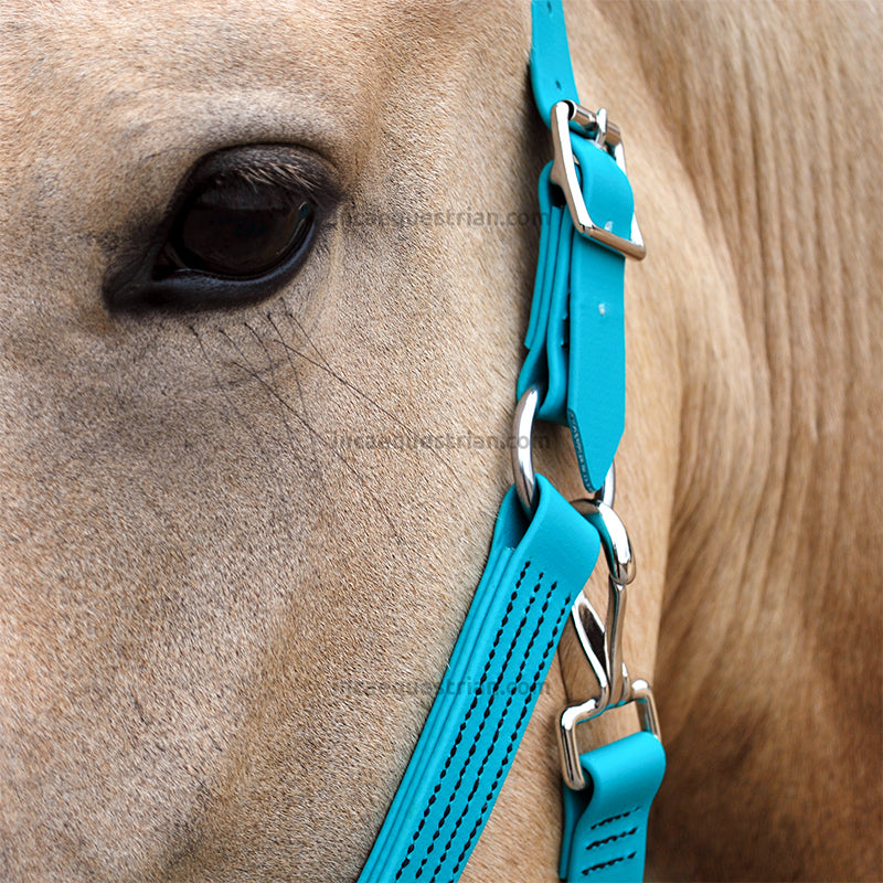 Teal BioThane headcollar close-up showing quick-attach clip and stitching