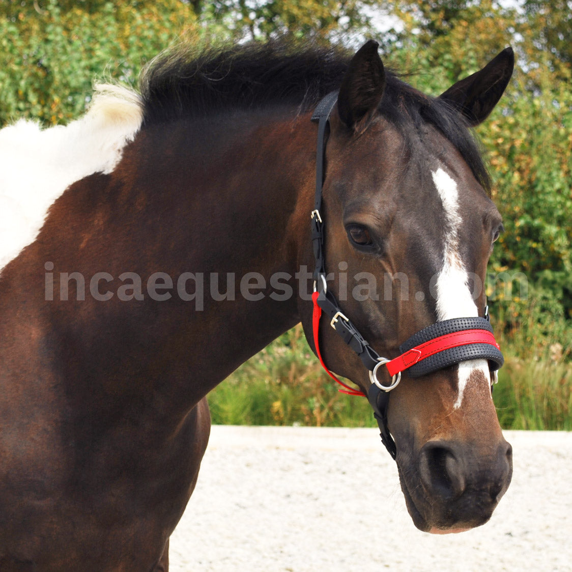Custom Bitless Bridle