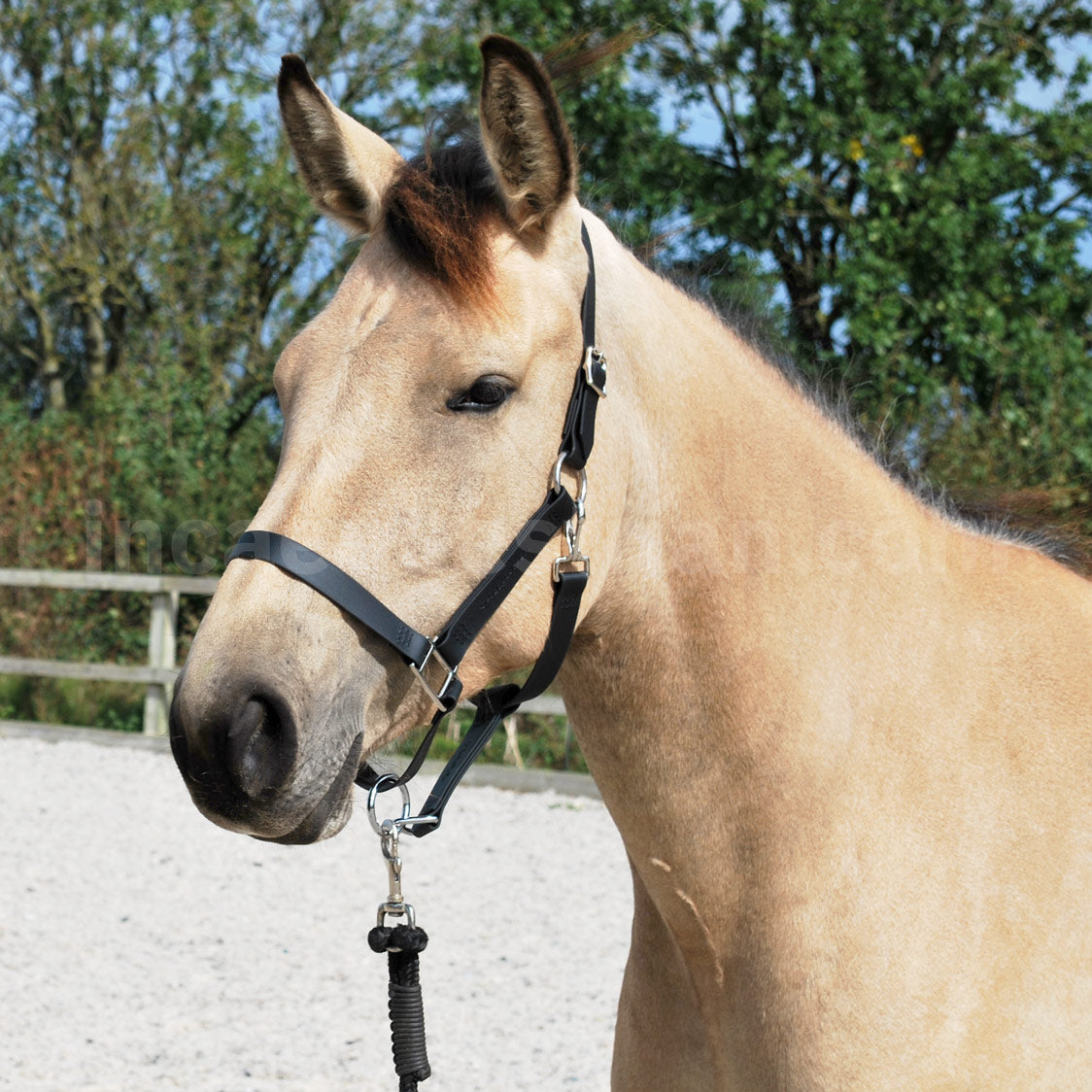 Black BioThane® headcollar fitted on a horse's head, with black stitching detail in a branch pattern.