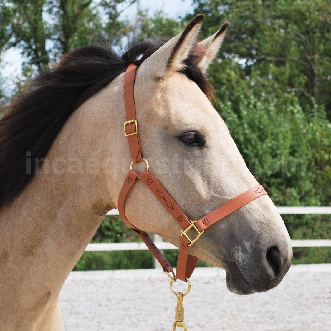 Custom BioThane Headcollar