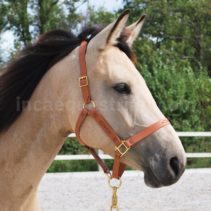 Custom BioThane Headcollar