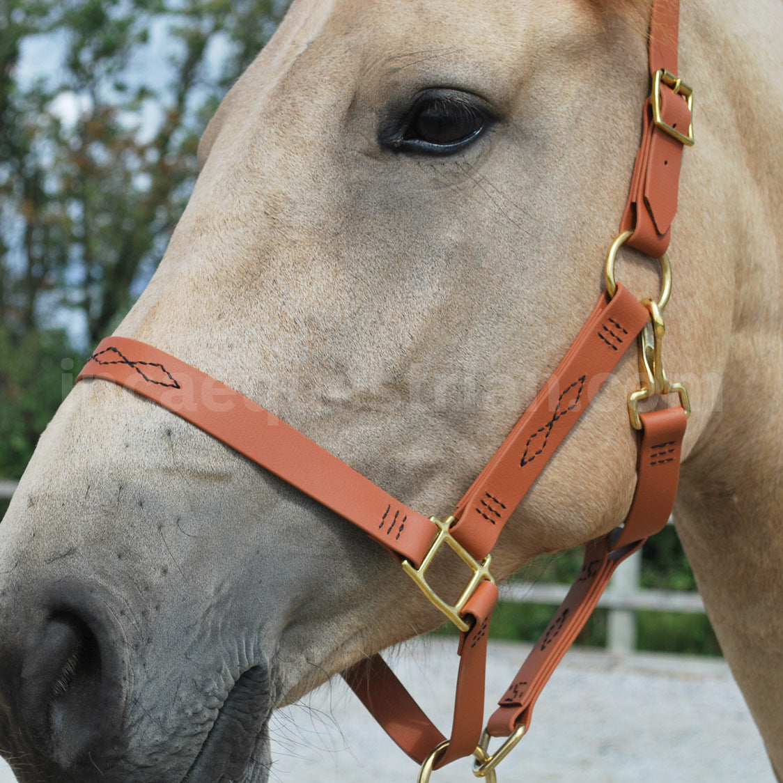 Custom BioThane Headcollar